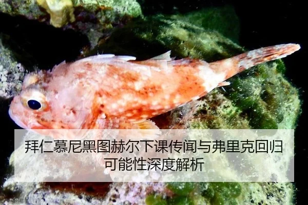 拜仁慕尼黑图赫尔下课传闻与弗里克回归可能性深度解析
